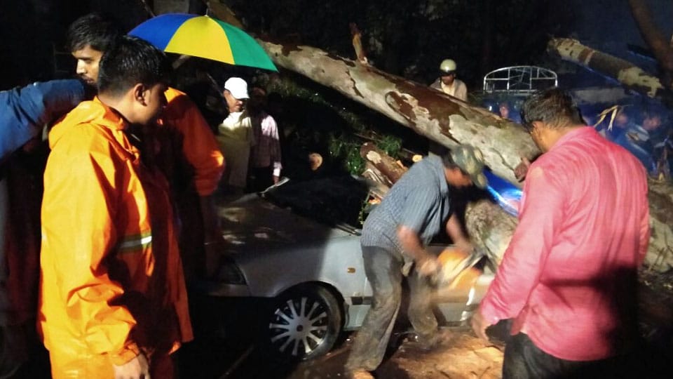 Three killed as tree falls on car