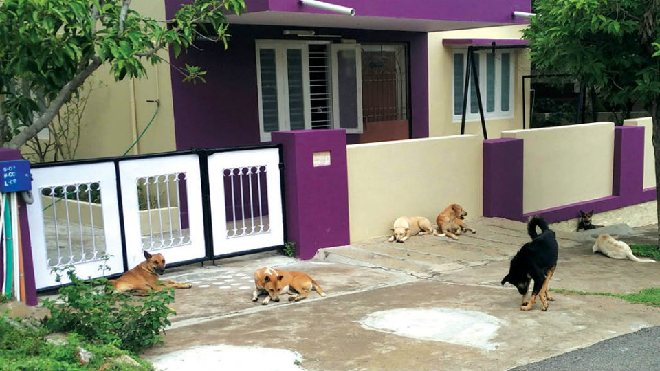 Stray dog menace at Roopanagar