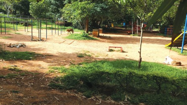 Stray dogs at Children’s Park in Kukkarahalli Lake - Star of Mysore