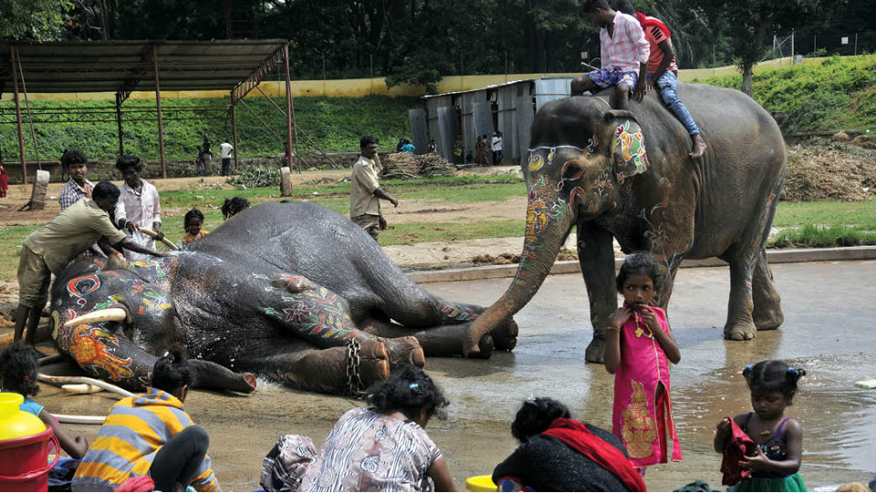 Dasara elephants to return to camps on Oct. 3