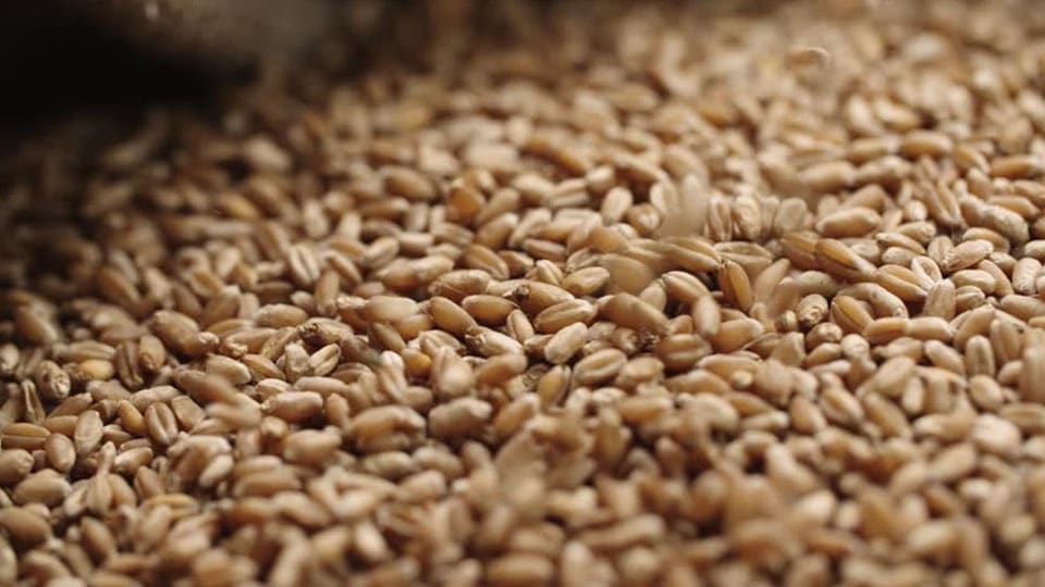 Worms found in 745-quintal PDS wheat in city