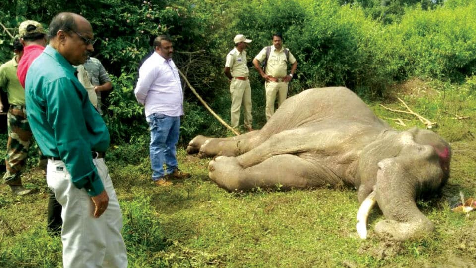 Rescued elephant dies at P’patna