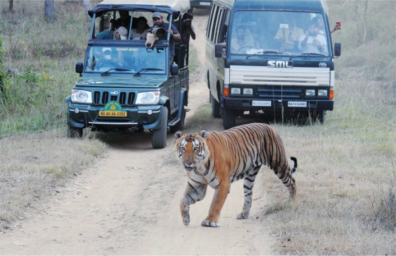 Image result for bandipur safari