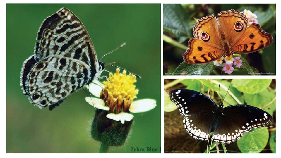 Birds and Butterflies of Mysuru: Fluttering Jewels, a vital link in the lifecycle of plants…