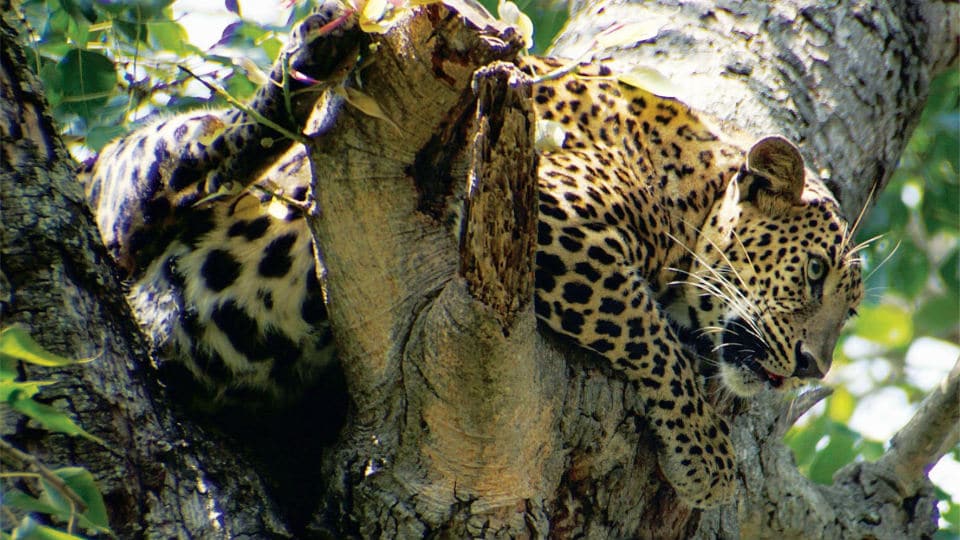 Wild leopard breaks into Zoo
