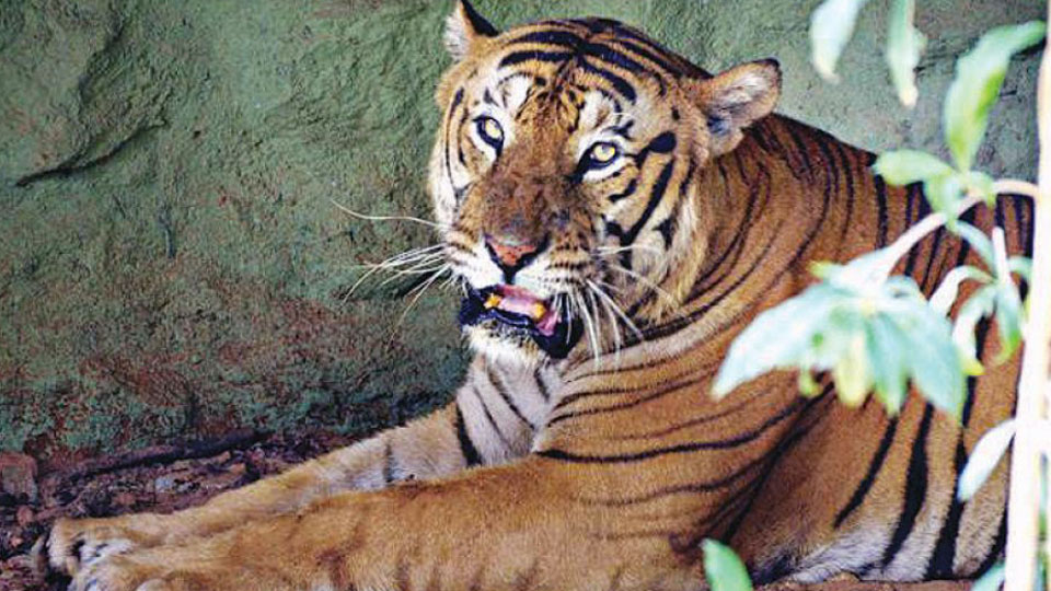 Echo of tigers mauling Zoo-keeper at Bannerghatta Biological Park