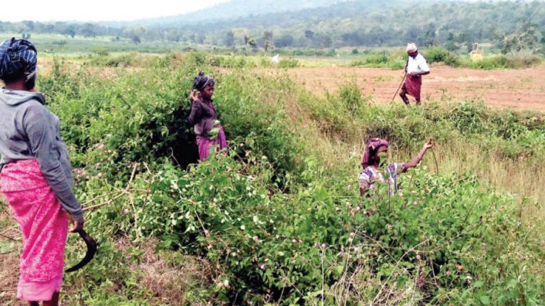 Apparition in Gundlupet farm rattles farm hands - Star of Mysore