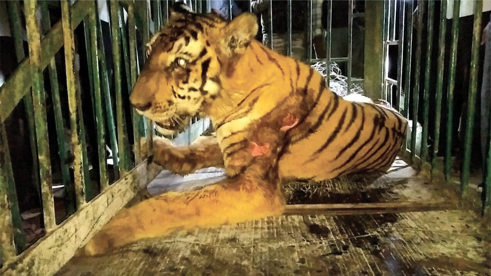 Rescued tigress critical at Zoo