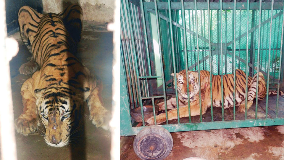 Captured tigresses may not return to wild