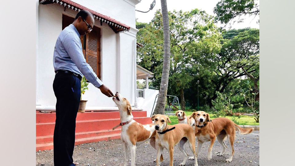 When stray dogs are adopted as pets: DC D. Randeep shows the way