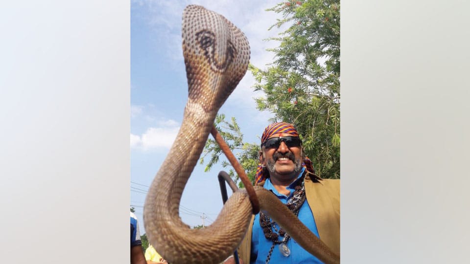 Spectacled cobra makes Snake Shyam record his 33,000th catch