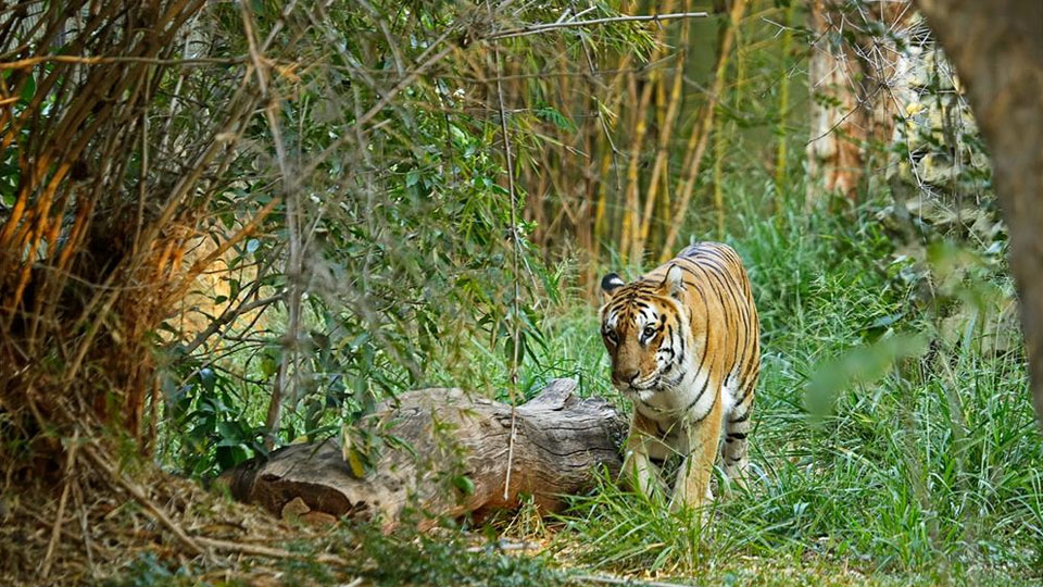 Mysuru Zoo to give two tigers to Kamalapur Zoo in Ballari