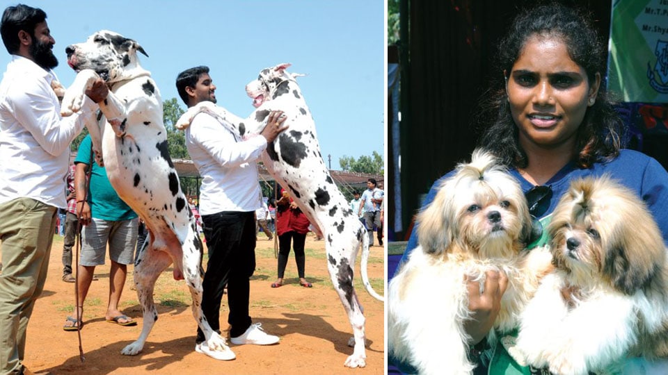Dog Show attracts pet-lovers