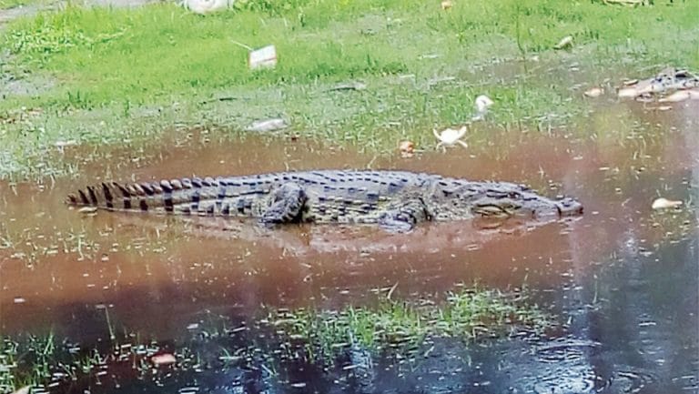 Crocodile at Kuppanna Park - Star of Mysore