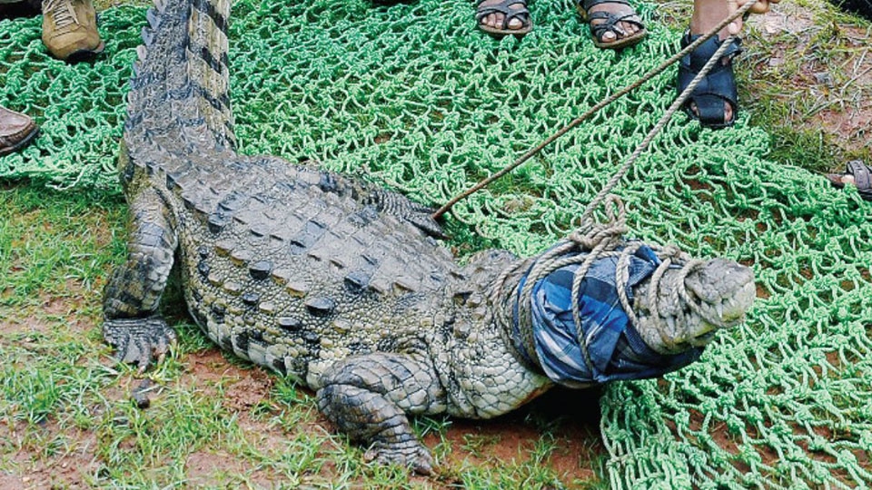 Now, crocodile spotted on Thandi Sadak Road