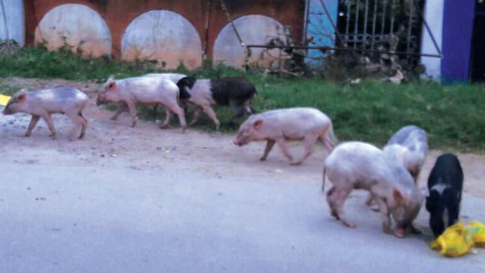 Pig menace in Bannimantap