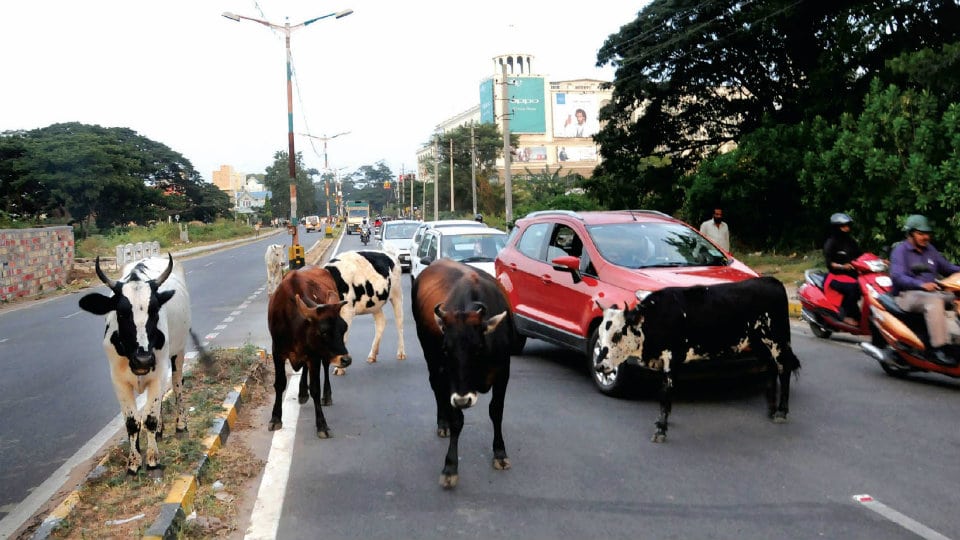 Stray cattle menace in Mysuru streets