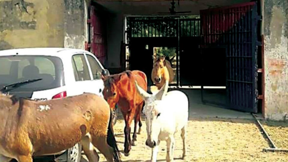 8 donkeys freed after three days in jail for destroying plants