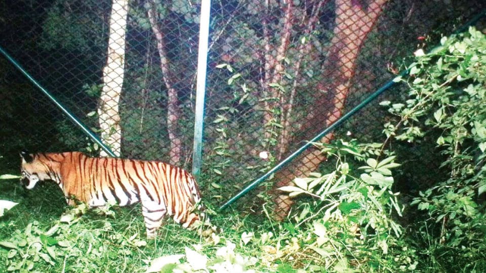 Wild tigress spotted near Jungle Lodges