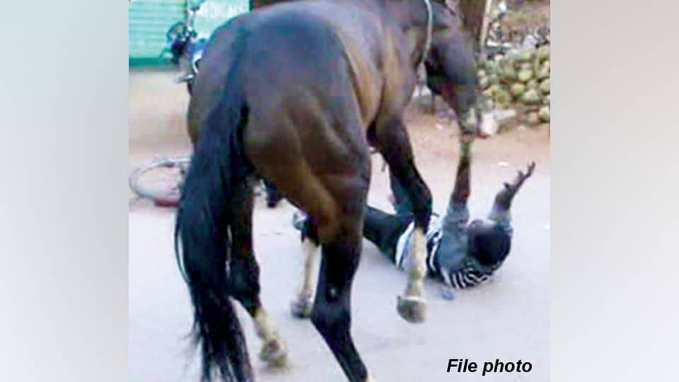 Tension in Devaraja Mohalla as horses run amok