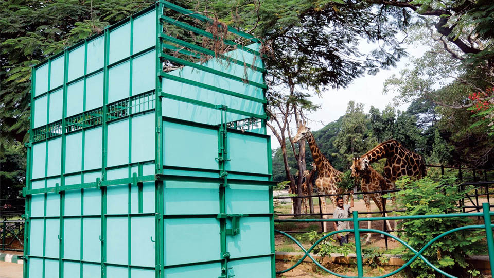 Mysuru Zoo to gift female giraffe to Bannerghatta Biological Park