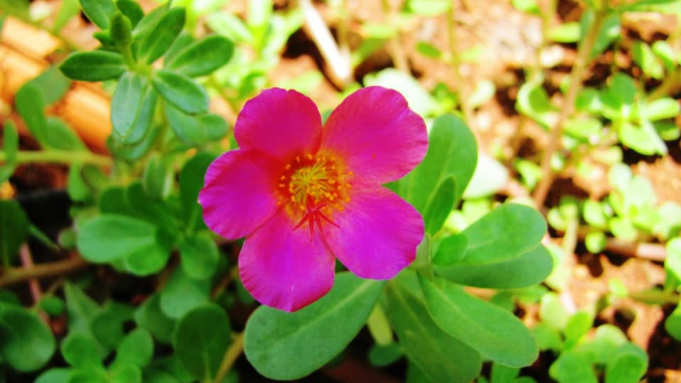 Of different hues: Starry little flowers of Portulaca Grandiflora