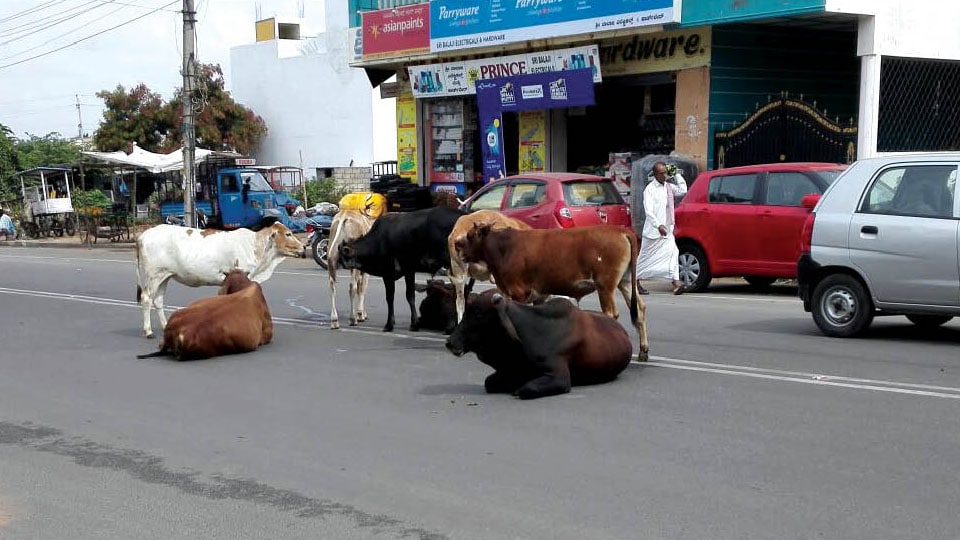 Check stray cattle menace in city