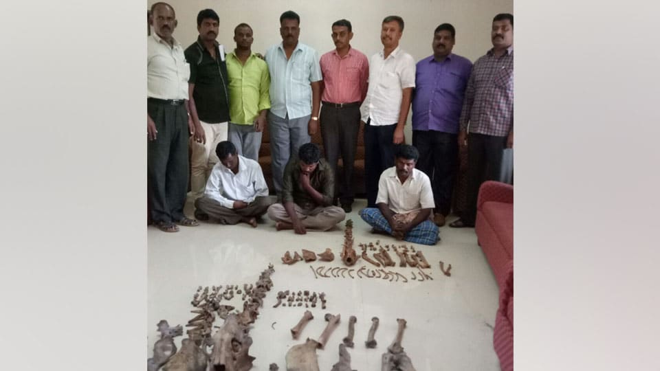 Three held for trying to sell leopard and tiger bones