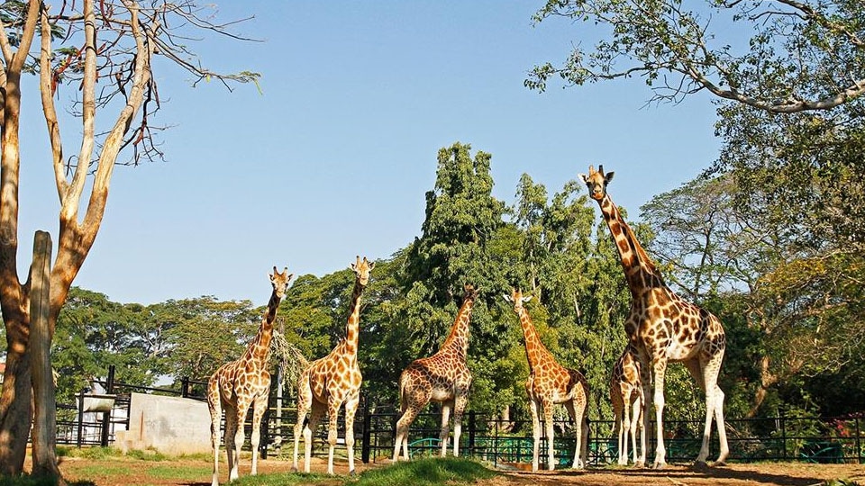 Children’s Day: Free entry for kids to Zoo
