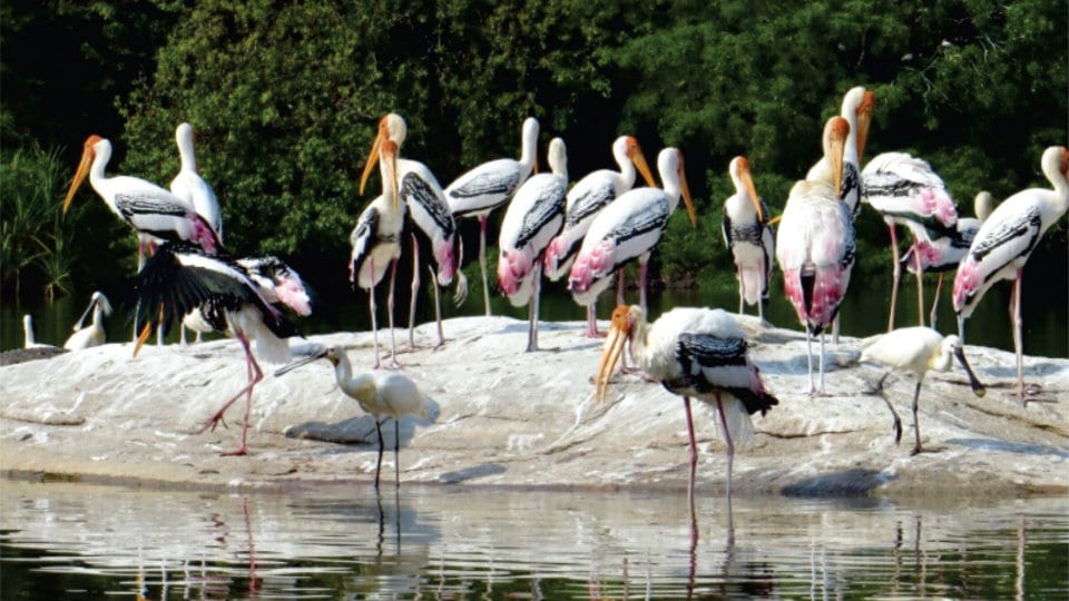 Ranganathittu Bird Sanctuary to be closed for a week