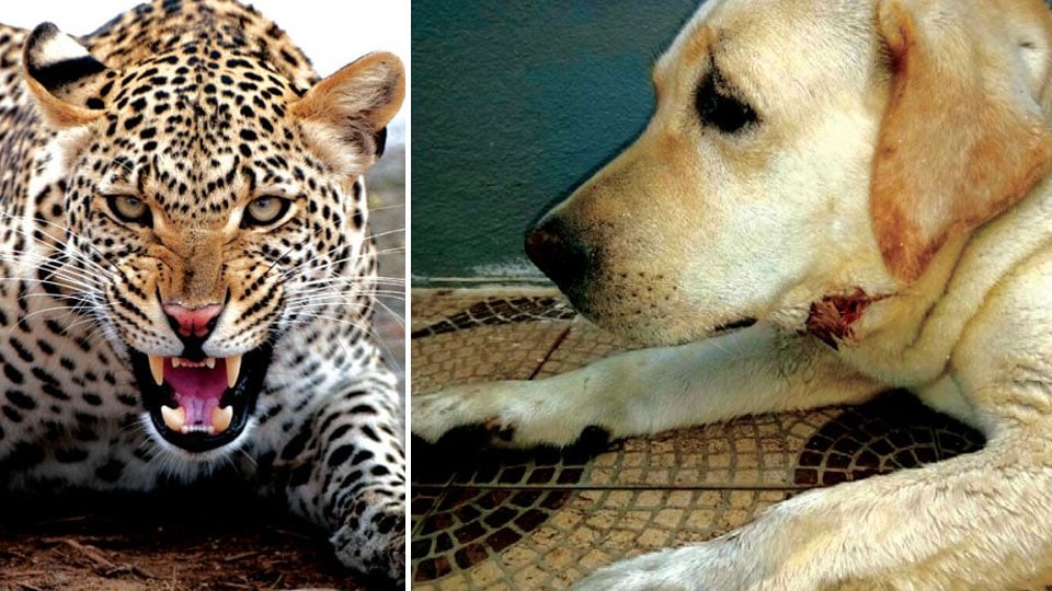 Power of courage and barking…: Pet dog chases away leopard