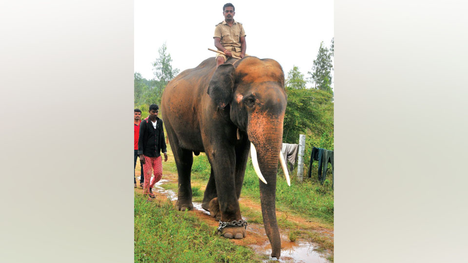 Dasara’s youngest jumbo injured in wild elephant attack