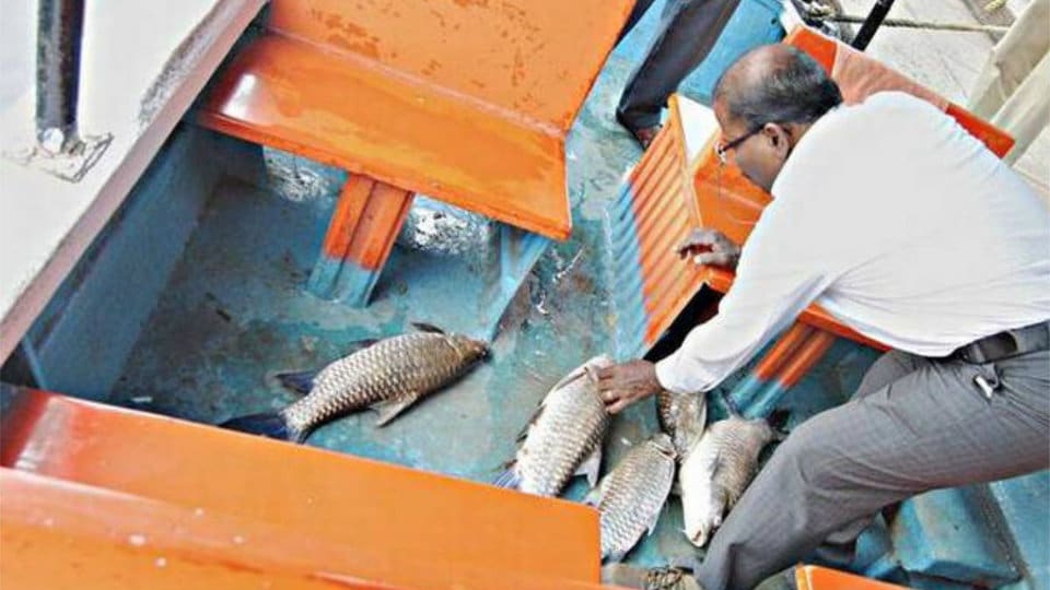Dead fish at KRS boating pond: Death due to toxic bait, says Fisheries Department report