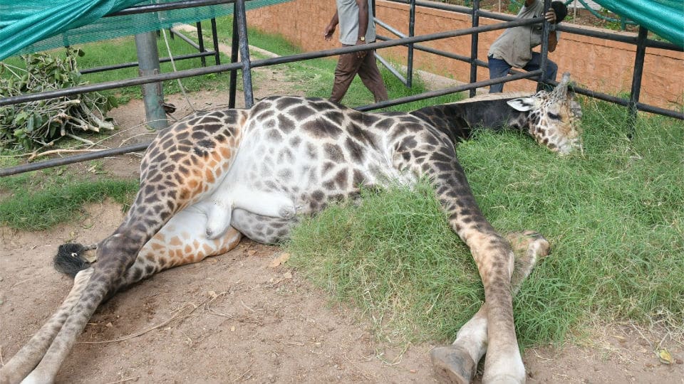 Mysuru Zoo’s oldest Giraffe Krishnaraja dies