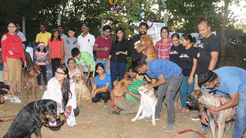 Christmas ‘howliday’ for dogs