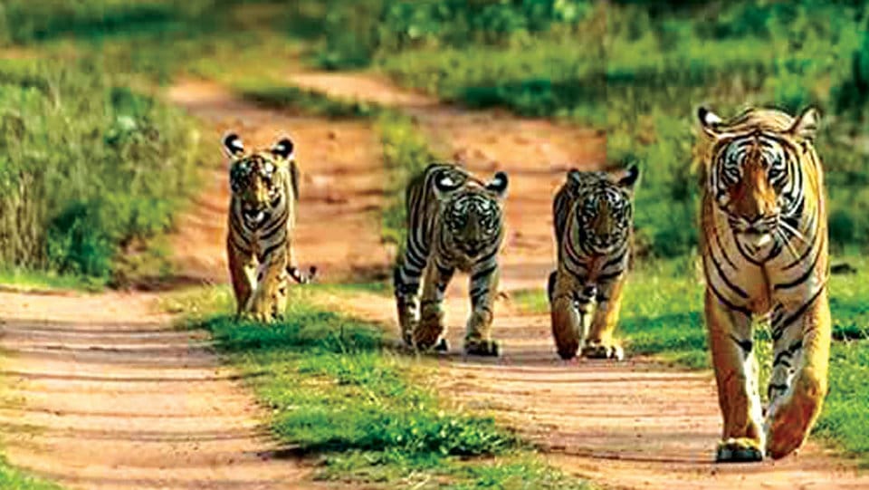 Walkathon by tiger family in Bandipur