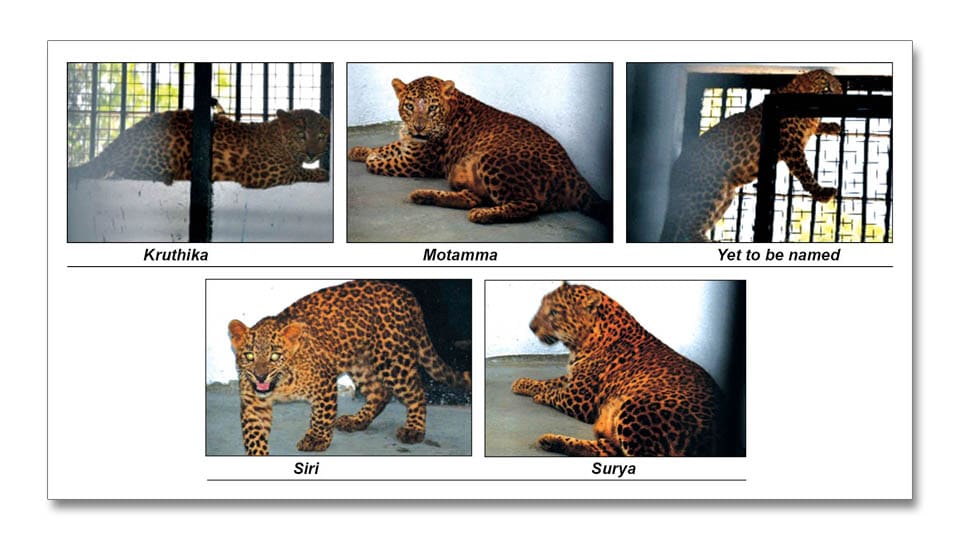Five leopards from Thyavarekoppa Lion Safari in Shivamogga find home at Mysuru Zoo