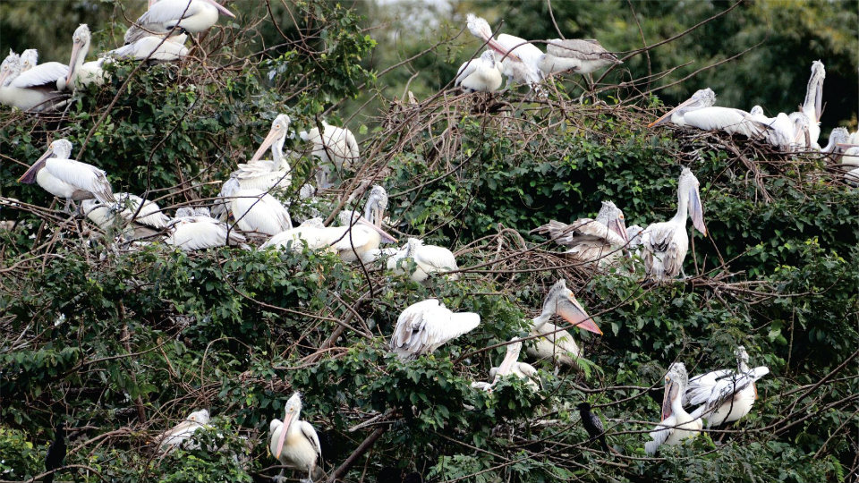 Bird census on Mar.11 at Ranganathittu