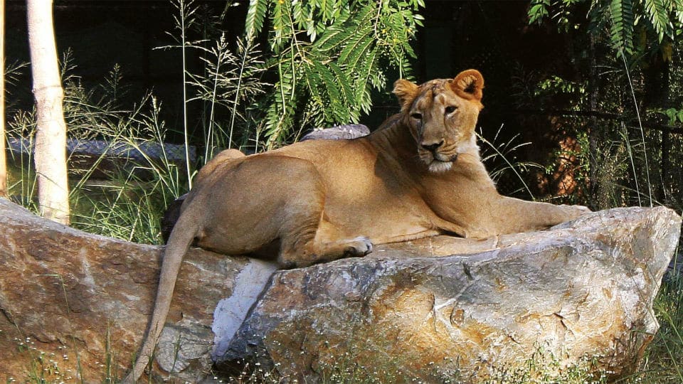 Mysuru Zoo loses Ranitha, 7-year-old Asiatic Lioness