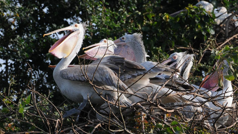 If it is Avian flu, birds will die en masse: DCF Yedukondalu