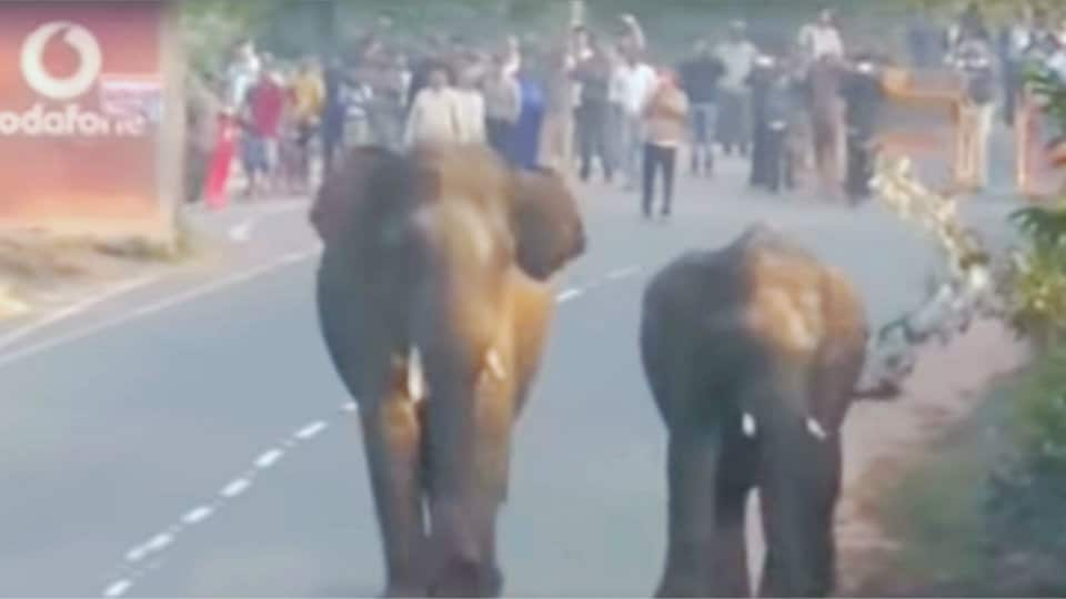 Wild elephants head back to forests in Madikeri