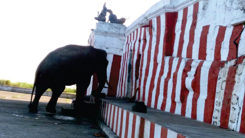Wild tusker offers prayer at Himavad Gopalaswamy temple