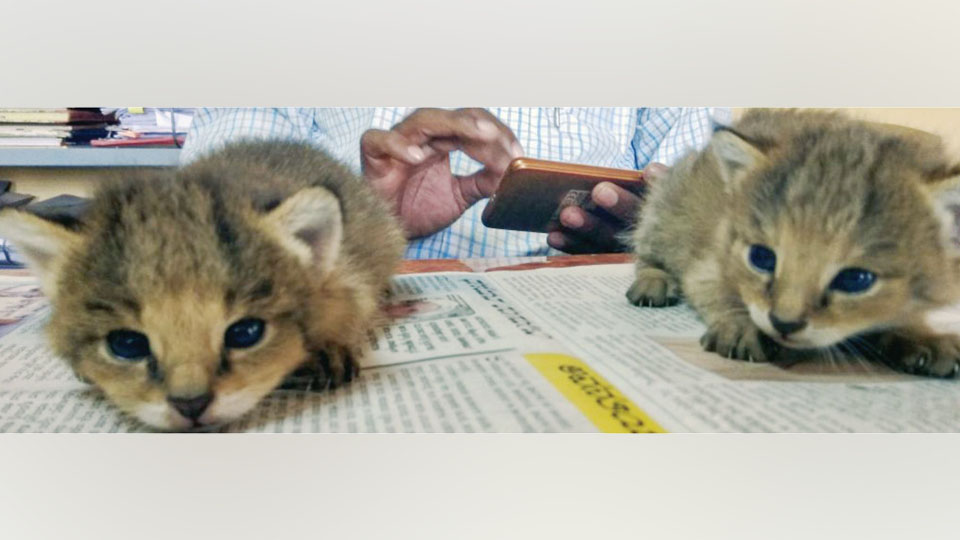 Wild cat kittens rescued          