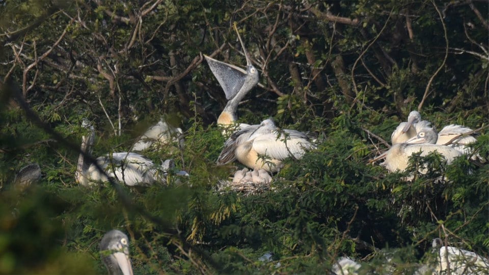 One more Pelican dies at Kukkarahalli Lake