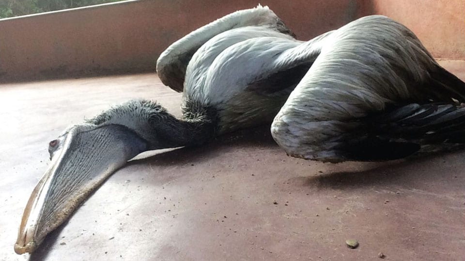 One more pelican falls sick at Kukkarahalli Lake, sent to Bengaluru Lab for test