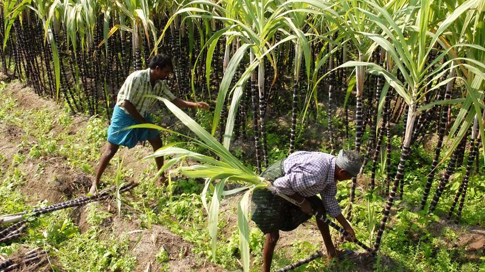 Sugarcane growers to launch unique daily stir from Dec.27