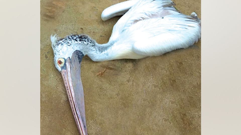Sick Pelicans at Kokkare Bellur worries villagers