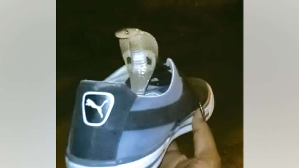 Man finds cobra hiding in shoes