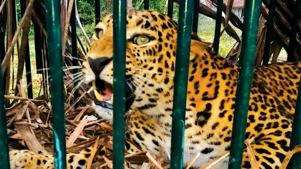 Leopardess caught in H.D. Kote
