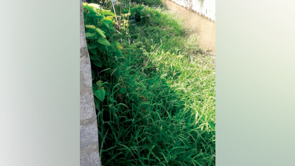 Weeds, overgrown plants in drain causing problems at Udayagiri